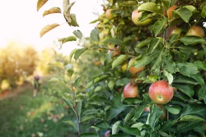 apple-orchard (1)