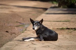 black-dog-lying-sunny-sidewalk-gazing-camera