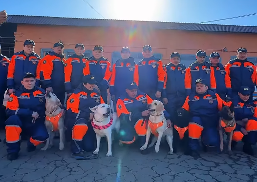 лабрадор