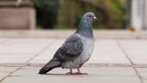 ггг