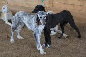 _gluster_2024_3_11_c38aa7a2ccd89df2ff70fe3e7fabeef8_1280x720